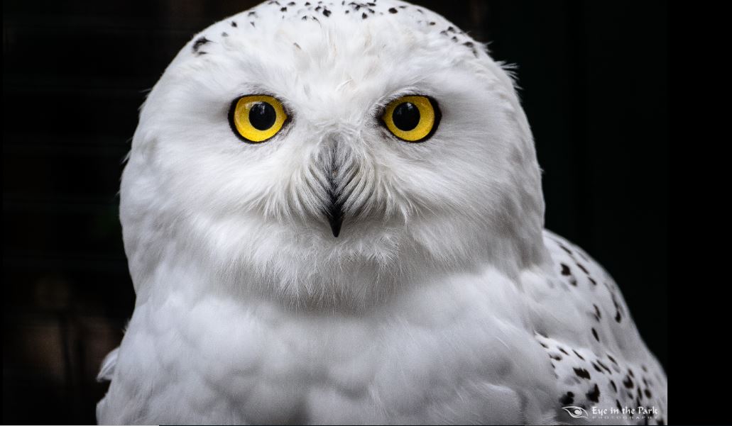 Snowy owl by Joe Kostoss