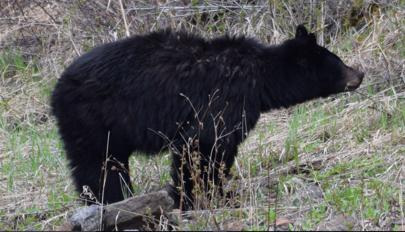 Black bear by Steve Hall