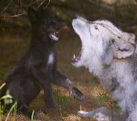 Cree and Zeebie horsing around