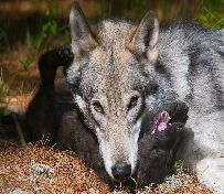 Cree and Zeebie horsing around